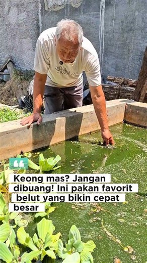 Pakan murah, alami, dan disukai belut keong mas solusinya! #EelFarming #EelFeed #NaturalEelFeed #GoldenSnail #SnailFeed | Deden Suparman