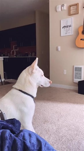 1.8K views · 30 reactions | Click Share Copy Link... Do you guys like Yeti more or Ryder Check my page ) #dogsoftiktok #fyp #foryou | Keegjasper | Facebook