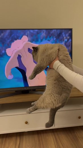 My Simba 😂 | Hilarious Lion Moments