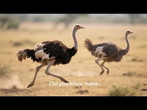 Fastest Bird on Earth! Amazing Ostrich Running in Nature