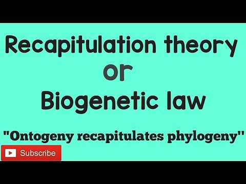 Recapitulation theory // Biogenetic law.