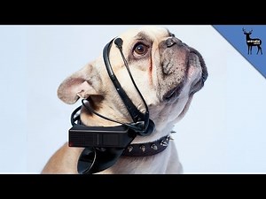 Dog Translator of The Future