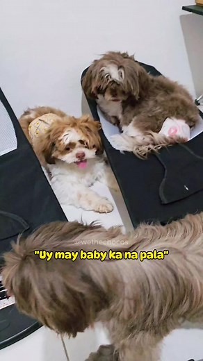 Apat na Paa at Mabalahibong Furbabies