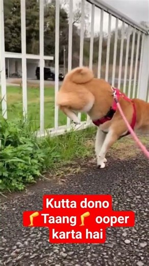 Kutta dono🦵Taang🦵ooper karta hai🤪#shortsfeed #funny #trendingshorts #pets#dog #animals #cute #comedy