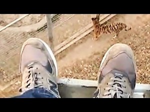 Man jumps into zoo's tiger den