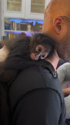 Adorable Spider Monkeys enjoying their time on Cam!