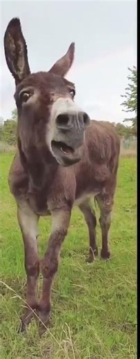 The Funniest Donkey Laugh Ever Caught on Camera! 🐴🤣