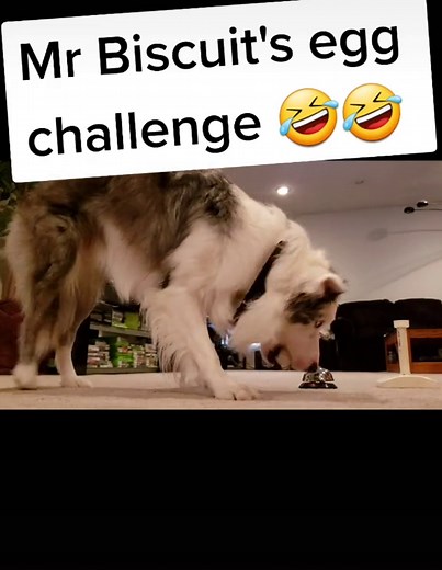 Mr Biscuit’s Hilarious Egg Challenge with Dogs