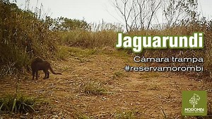 9.9K views · 91 reactions | El Jaguarundi (Puma yagouaroundi), es una especie de mamífero carnivoro. Posee un pelaje pardo a negro uniforme y un adulto puede llegar a medir has 70cm. Compartimos este video tomado por nuestra cámara trampa en la reserva.  #camaratrampa #jaguarundi #reservamorombi | Reserva Natural Morombi | Facebook