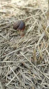 Amazing Facts About Snails 🐌