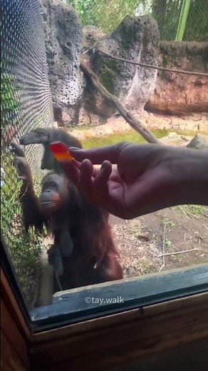 This Chimp Shocked Everyone With His Smart Trick😍
