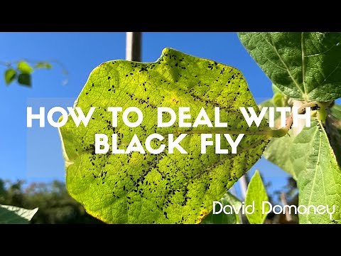 The BlackFly Problem Every Gardener Faces