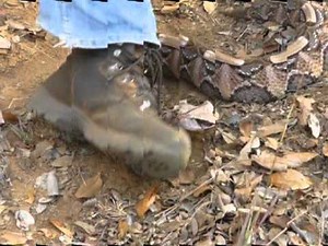 Gaboon viper strikes and bites. South Africa