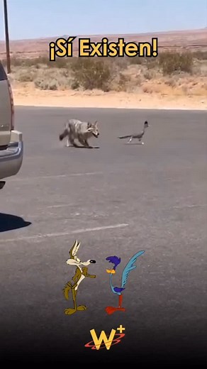 🏜️💨 ¡La vida real supera al dibujo animado! El correcaminos Geococcyx californianus puede alcanzar hasta 32 km/h corriendo por el desierto 😱. Este pequeño depredador no solo escapa del coyote, ¡también caza serpientes y lagartijas con su increíble velocidad y reflejos! 🐦💨 ¿Sabías que, a diferencia del famoso dibujo, el correcaminos sí vuela cortas distancias cuando lo necesita? 👉 Comenta si alguna vez pensaste que solo existía en los Looney Tunes 😅 #NaturalezaIncreíble #CorrecaminosReal #