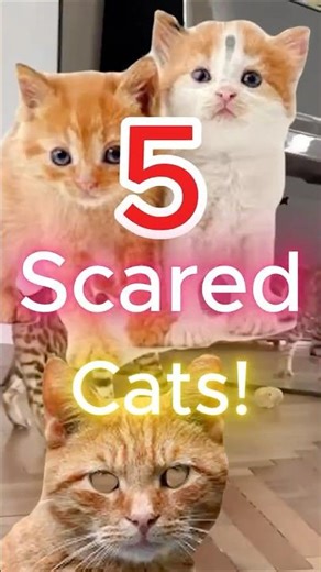 5 Cats Getting Jump Scared. #shorts #top5