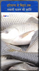 North India Is Becoming a New Fish Farming Powerhouse! | Fishery News #FishFarming #InlandAquaculture #NorthIndiaFisheries #Aquaculture #PMMSY #Biofloc #FisheryNews | Fishery.News