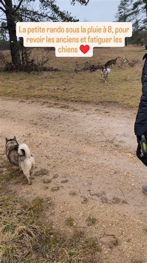 Les ateliers mensuels thématiques, c'est la meilleure décision de 2026 ♥️ J'adore revoir mes anciens élèves, comme ici Milo le beagle, Rita la roumaine, Stella l'Australienne et Nala l'américaine que je n'avais pas revus depuis plusieurs mois (années ?). Pour faire ce métier il ne faut pas juste aimer les chiens, il faut aussi adorer leurs propriétaires. Et moi je les adooooore parce que j'ai les meilleurs élèves du monde 🥰 1h30 de balade, des chiens lâchés, de la communication saine entre tous