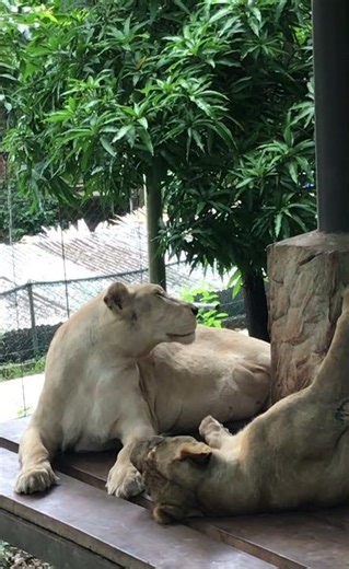UNBELIEVABLE Lioness Sisters RULE the Wild! 🦁