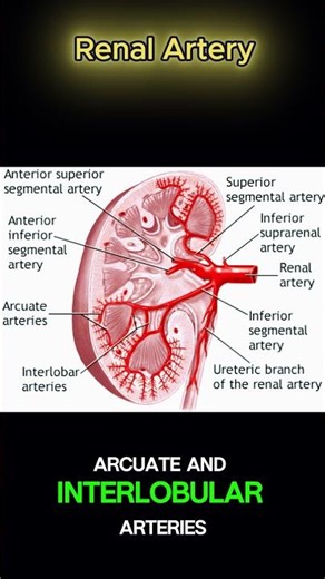 🌊 The High-Pressure Filter: Inside the Most Complex Blood Highway in Your Body