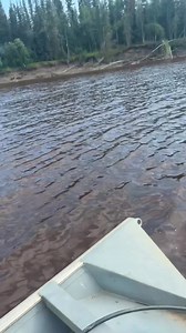 Dulbi Slough Sheefish, about 35 miles down the Koyukuk River from Huslia, Alaska #spoolup | Ricko DeWilde
