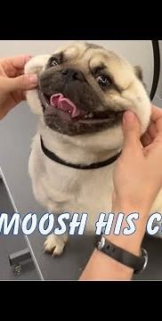 A Pug That Loves Getting Groomed?!