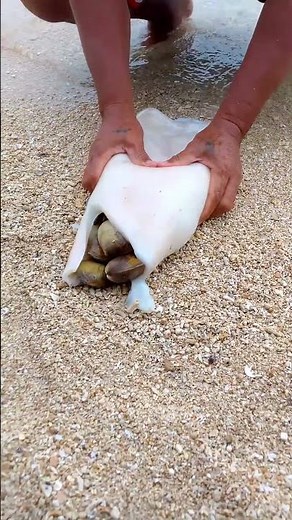 Mind-Blowing Beach Discovery! 🦑 Hidden Clams Inside Cuttlefish!