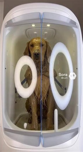 Automated Dog Wash Magic #dog #tech