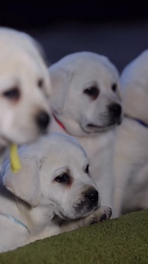 • • Bright eyed beauties🥰 • • | Hickory Bluff Labradors LLC