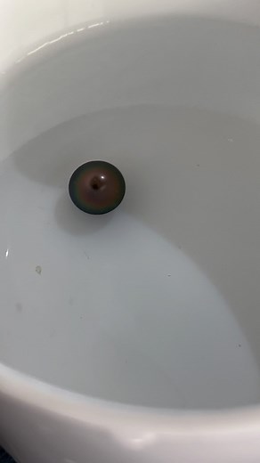 Kamoka Tahitian Pearls on Instagram: "Pearl harvesting process. AMA #Kamoka #pearl #pearls #sustainable #sustainablepearls #eco #ecojewelry #jewelry #jewellery #pearlfarming #pearlfarm #Tahitian #Tahitianpearl #blackpearl #blackpearls #greenpearl #ecofriendly #oceanminded #oceanjewelry #kamokapearl"