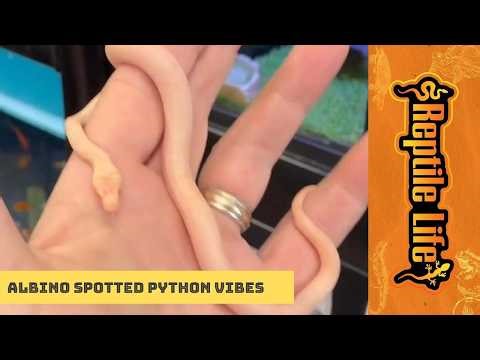 Albino Spotted Python | Reptile Life Geelong