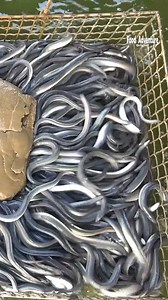 Watch live eel cutting for authentic grilled eel rice bowl #eel #seafood #fblifestyle | Food Adventure