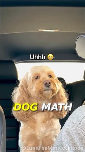This Dog Can Do MATH Better Than You