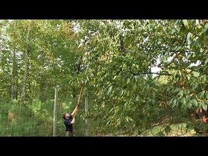 The Blight Plight of the American Chestnut