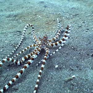 63K views · 188 shares | Mimic octopuses (Thaumoctopus mimicus) like other octopuses, use their chromatophores to disguise themselves. However, the mimic octopus takes it to the next level and impersonates a wide variety of other marine animals.  This one is doing its best Sea Snake imitation. #SealifeSaturday #EarthMonth | Science Channel | Facebook