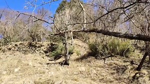 15 reactions | Panda News Exciting news from China's panda...