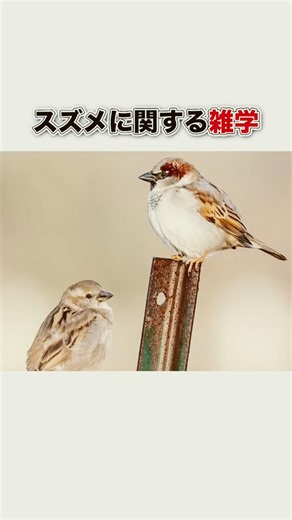 スズメに関する雑学#豆知識 #動物
