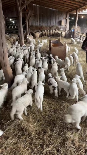 Have you seen a wooly daycare? Inside a covered shepherd’s hut, lambs pinball from plank to plank like caffeinated philosophers, while the ewes queue up with the patience of pensioners at a post office, eyes fixed on their reward, dry hay hauled down from the loft, cured by summer sun and winter necessity. This is Romania stripped of sentimentality, a working landscape where warmth is currency and noise is proof of life. The hay above their heads was cut months ago, when grass was tall and time 