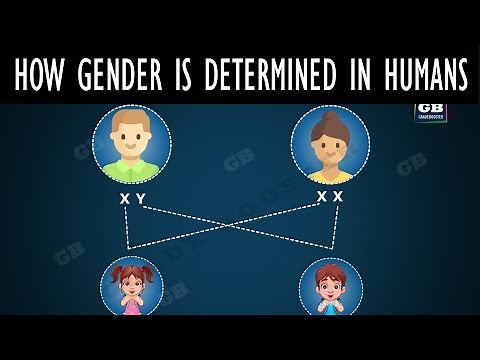 Sex determination in Humans (Animation) | Heredity | CBSE class 10th biology | ncert class 10