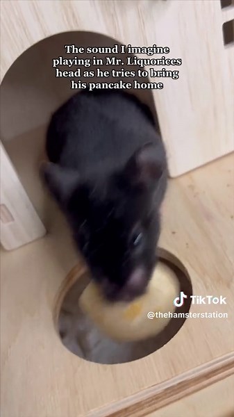 Hamster Dancing Video Compilation