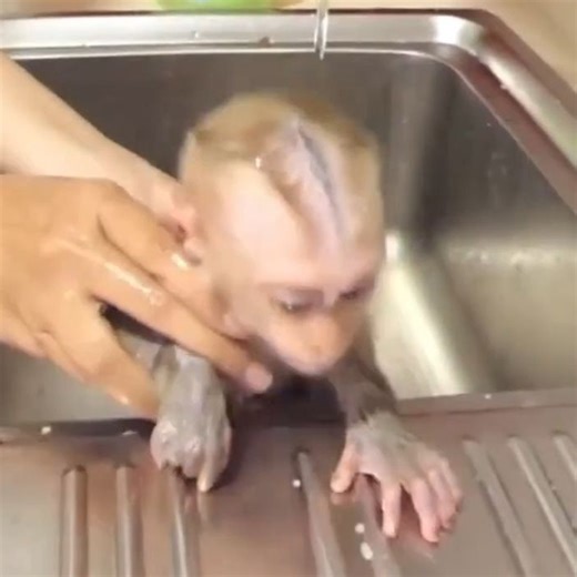 5.5K views · 40 reactions | Bathing the cute bald monkey | 99TH | Facebook