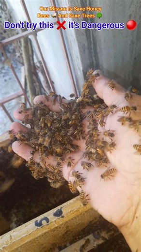 Bees On My Hand 🐝 Scooping bees by hand 🐝 #shorts #bee #bees #nature #fyp #wildlife #wildhoney #yt