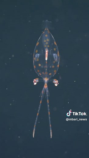 Spotted: Adorable baby deep-sea squid! 🥰⁠ ⁠ During a recent scientific cruise aboard MBARI’s research vessel Rachel Carson, biologists from our education and conservation partner, the Monterey Bay Aquarium, encountered a baby glass squid (family Cranchiidae). MBARI’s remotely operated vehicle Ventana filmed this little squid bobbing along in the water column 475 meters (1,558 feet) underwater in Monterey Bay.⁠ ⁠ Distinguishing juvenile glass squids from video alone can be challenging. Most of t