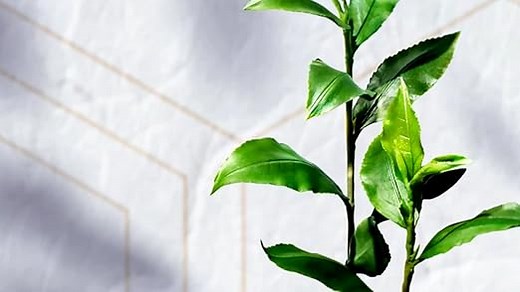 ROKU GIN | 6 japanische Botanicals | Meisterhaft destilliert in Japan | für einen perfekt ausbalancierten Geschmack, 43% Vol | 700ml Einzelflasche