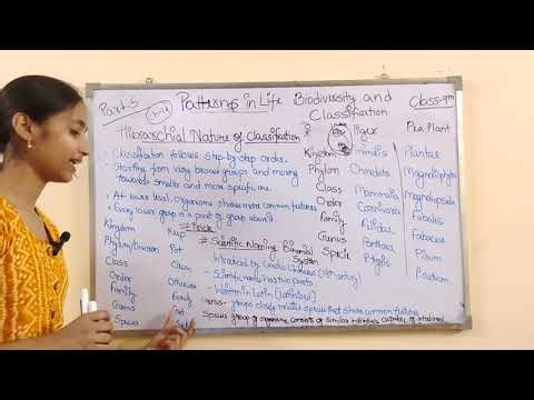Class - 9 [Chapter - 12 ] Part - 5 Hierarchical Nature of Classification