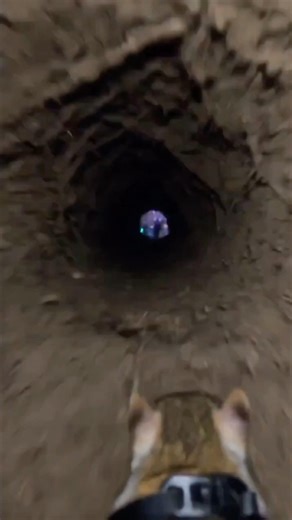 This man attached a GoPro to a mouse…. #shorts