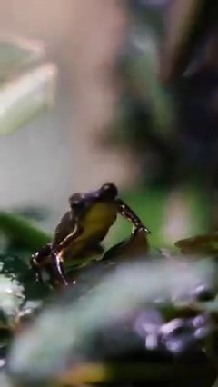 Celebrate National Frog Jumping Day tomorrow at The Dallas World Aquarium! Join us to appreciate our amphibian friends throughout their exotic exhibits! #DallasWorldAquarium #NationalFrogJumpingDay #VisitDallas #DWAZoo | The Dallas World Aquarium