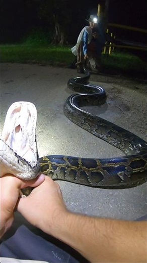 Tremendous fight with Giant Snake! #python #snake #wildlife #florida #nature
