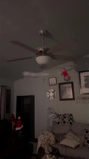 Elf on the shelf, Flying a hang glider
