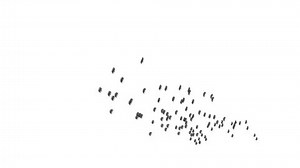 Birds Flying. Alpha Channel Included.