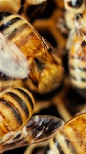 Bees Buzzing on Hive 4K | Relaxing Beehive Sounds | Hours Nature Ambience #background #bee